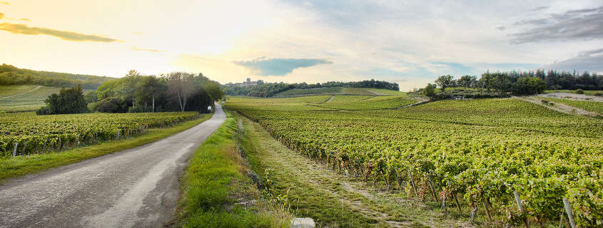 Vignoble de bourgogne