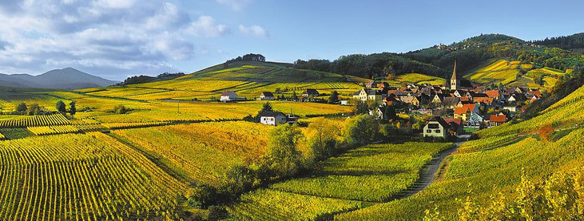 Alsace wine route, Alsace wine route