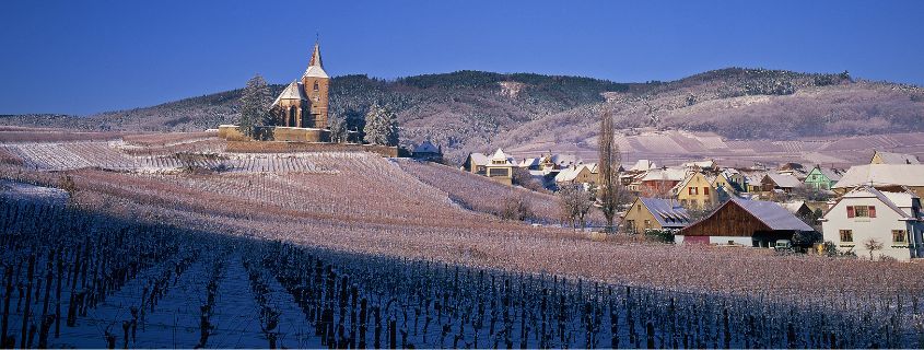 vignoble route des vins d'alsace en hiver