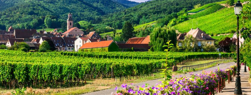 vignoble printemps route des vins d'Alsace