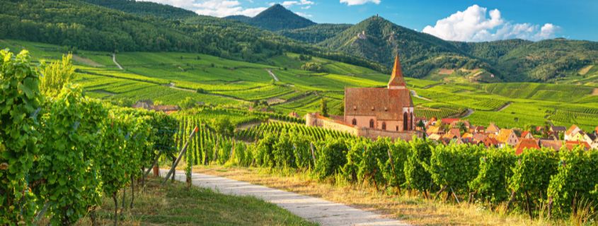 Vignoble Route des vins d'Alsace en été