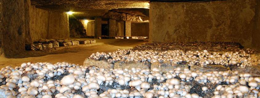 mushroom museum saumur