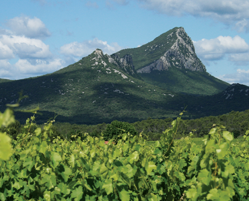 Route des vins du Languedoc, Route des vins de Montpellier, route des vins languedoc roussillon, route des vins pic saint loup, pic saint loup, pic saint loup montpellier