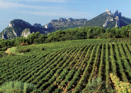 Route des vins de la vallée du Rhône, route vin rhone, route des vins en vallée du rhone, route des vins rhone septentrional meridional, visite route des vins rhone, dégustation route des vins rhone
