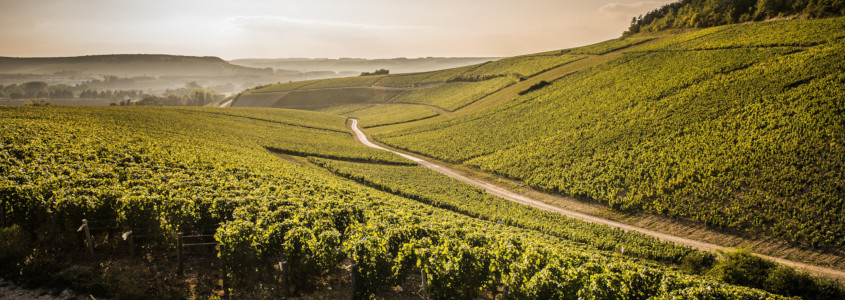 Climats de Bourgogne, tout savoir sur les vins de bourgogne, vins bourgogne histoire origine appellations cépages