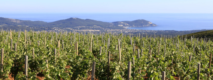 Guide des vins de Provence, vins provence