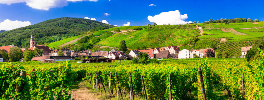 Vignoble Alsacien, vins d'Alsace