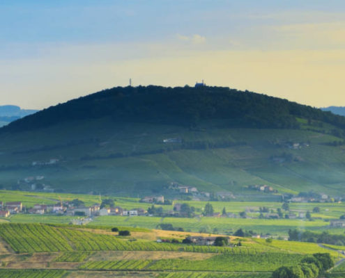 vignoble, beaujolais, vigne, vin, mont brouilly