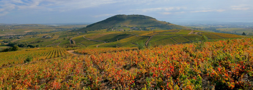 paysage vignoble beaujolais