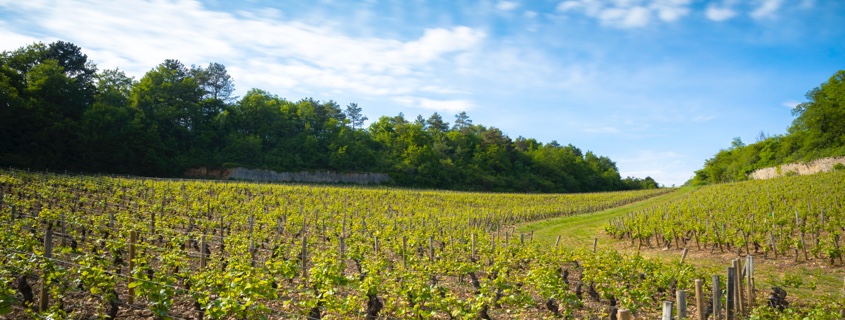 Vignoble, terroir, cote de Beaune, Bourgogne
