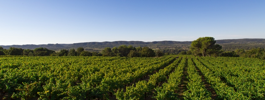 vignoble, cépage, raisin, vallée du rhône sud