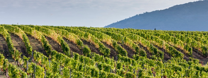 Vigne, vignoble, Vallée du Rhône Nord, Septentrional