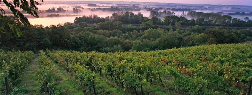Vignoble Anjou Saumur Val de Loire 