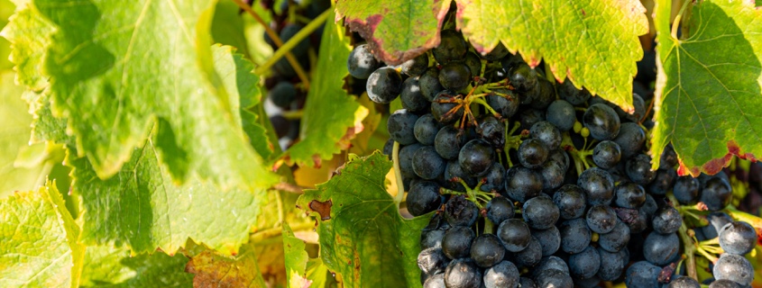 Cépage vignes Moyenne Garonne Sud Ouest