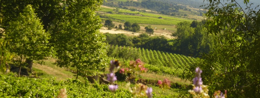 Paysage et vignoble du Languedoc 