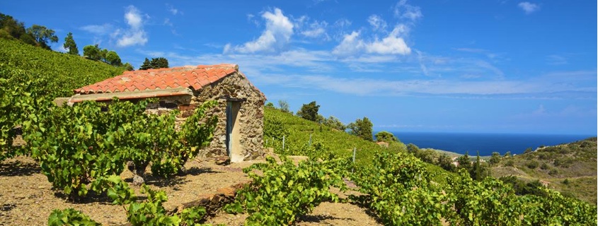Vignoble du Roussillon