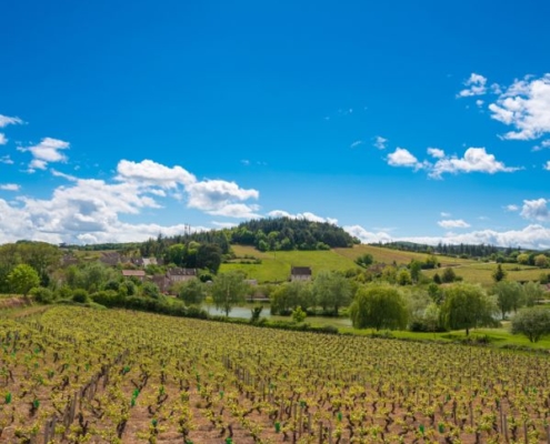 Un vignoble de Bourgogne