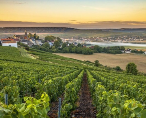 vignoble en Champagne