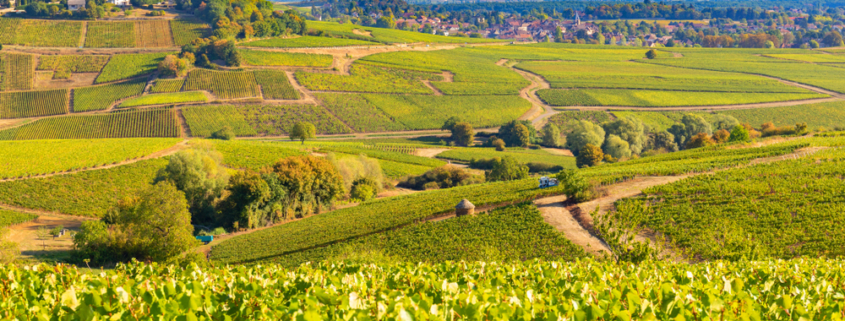 Wijngaard in Bourgogne