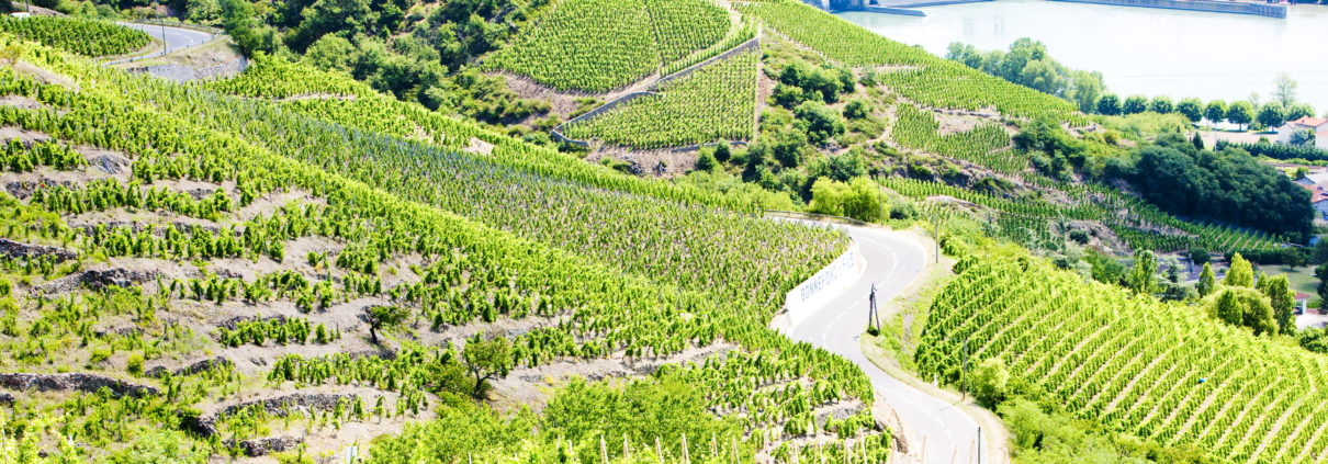Grand,Cru,Vineyards,Near,Ampuis,,Cote,Rotie,,Rhone-alpes,,France